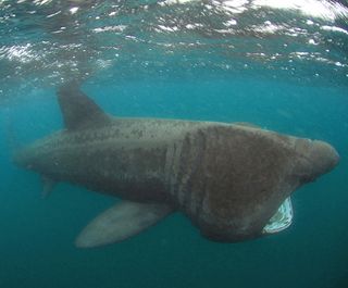 Weird fish: a basking shark in profile.