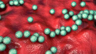 illustration of group A Streptococcus bacteria, depicted in green on a red background that represents body tissue