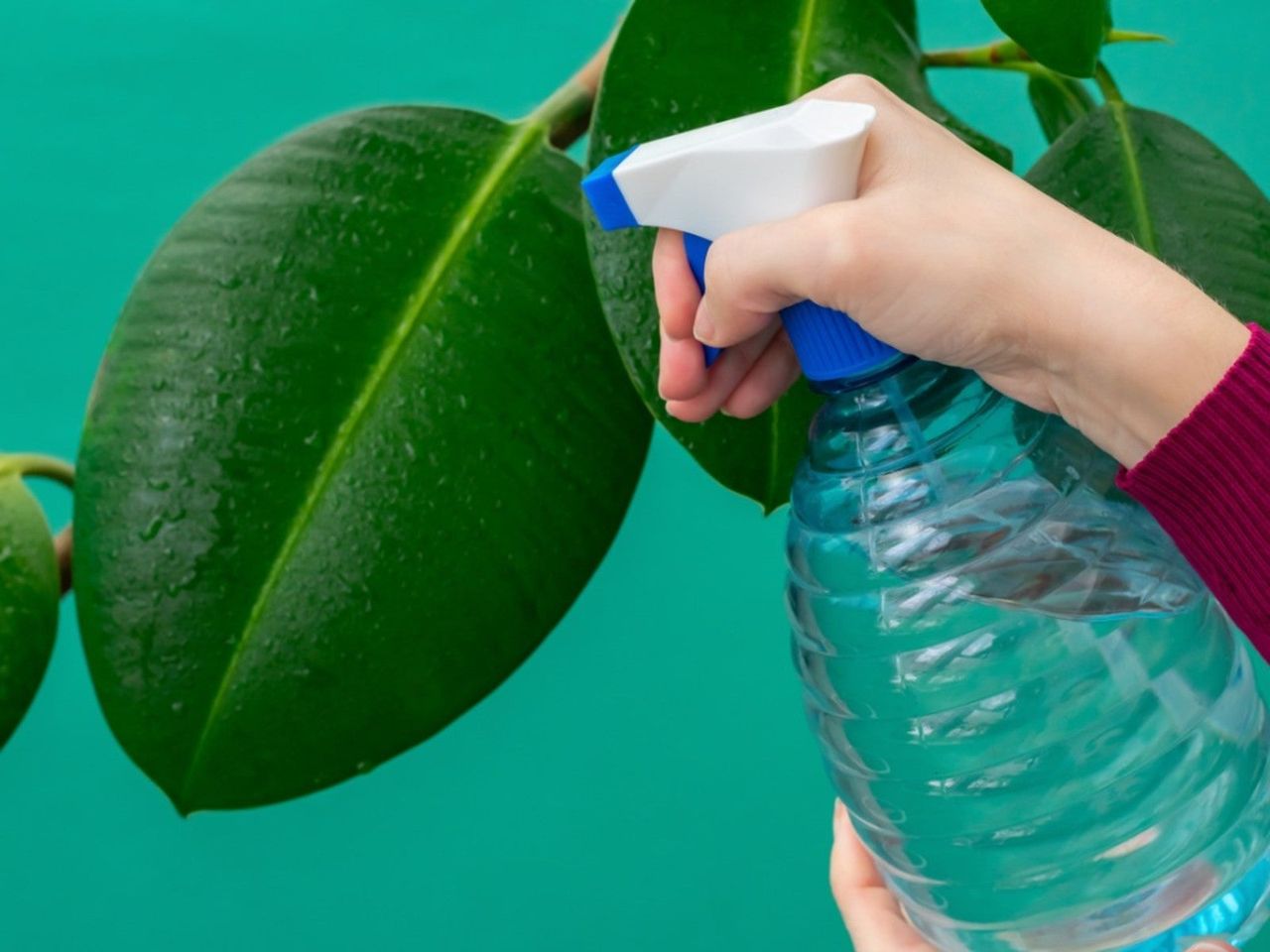 Plant Being Sprayed With Homemade Soap Spray