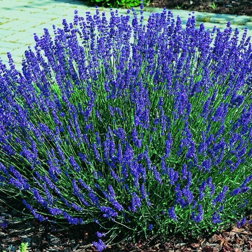 Clovers Garden English Lavender (lavandula) Hidcote Blue Plants &amp;ndash; Two (2) Live Plants &amp;ndash; Non-Gmo - Not Seeds - Each 4" to 8" Tall &amp;ndash; in 4" Inch Pots - Compact Growth