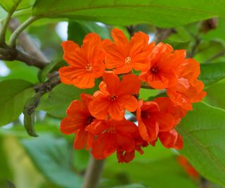 orange geiger tree flowers