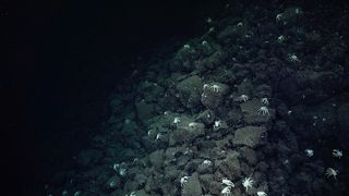Dark deep sea image of scattered white crabs on rocks