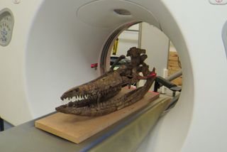 Researchers put the enormous ichthyosaur skull into a computed tomography (CT) scanner at the Royal Veterinary College in London.