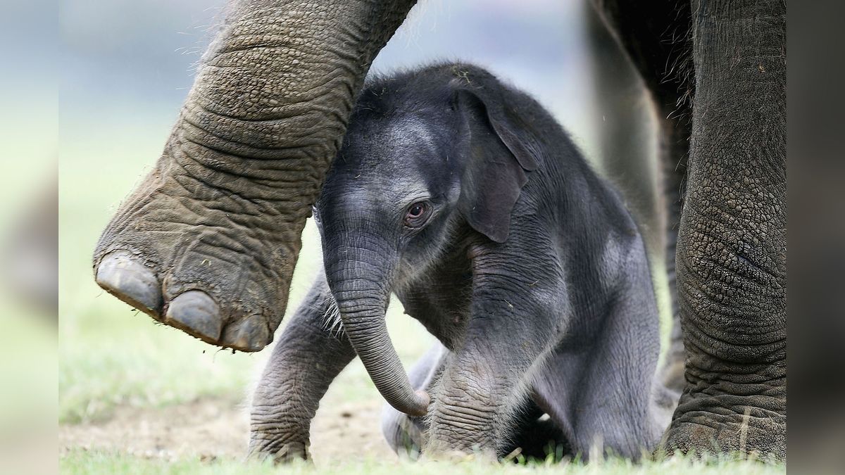 A newborn Asian elephant stands with its mother Azizah at Whipsnade Wild Animal Park on Sept. 29, 2004 in Dunstable, Bedfordshire, England.