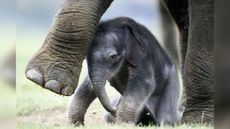 A newborn Asian elephant stands with its mother Azizah at Whipsnade Wild Animal Park on Sept. 29, 2004 in Dunstable, Bedfordshire, England.