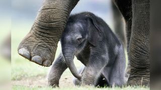 A newborn Asian elephant stands with its mother Azizah at Whipsnade Wild Animal Park on Sept. 29, 2004 in Dunstable, Bedfordshire, England.