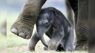 Baby Elephant's Death a Grim Reminder of Lack of Wilderness