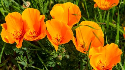 Californian poppies