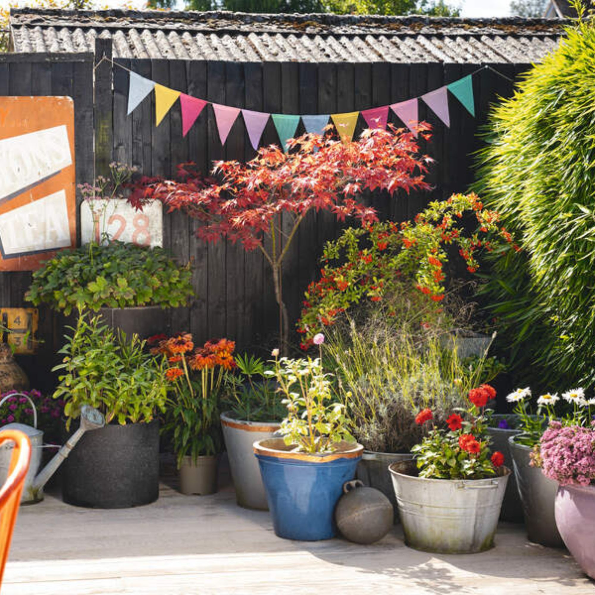 garden with container plants