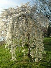 weeping cherry 173x230