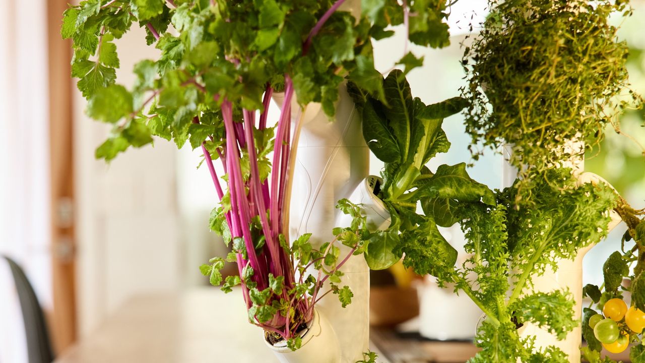 Hydroponic growing system in a kitchen with crops