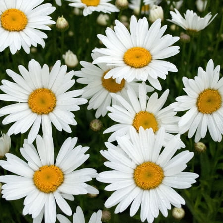 Shasta Daisy Plants, 2 Live Perennial Plants in 4 in Pots, Non-Gmo