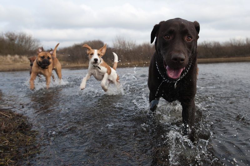 Three dogs splash in the water.