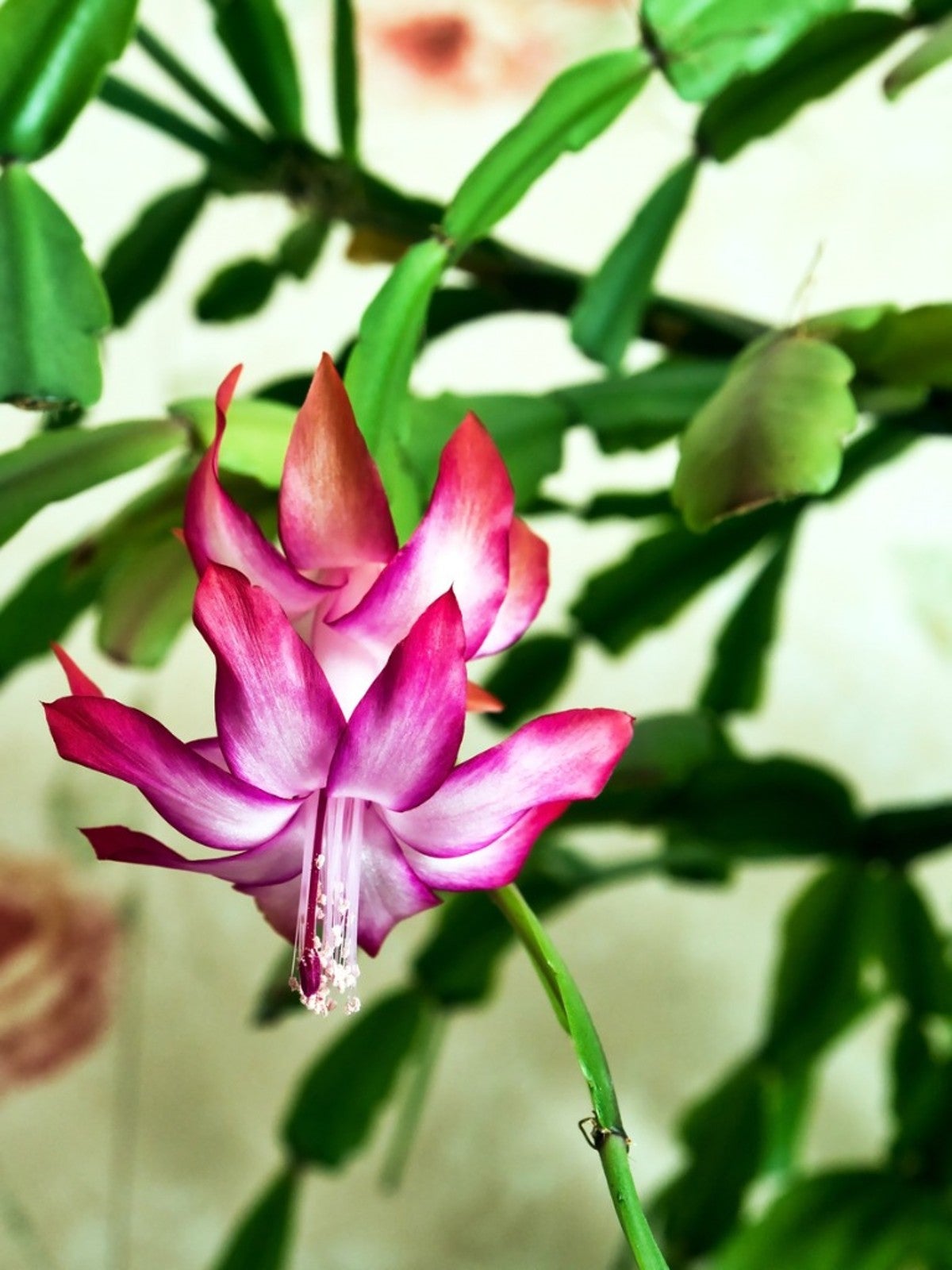 Best Soil For Christmas Cactus Learn About Soil Requirements For