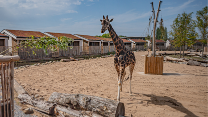Giraffe in paddock at Chester Zoo
