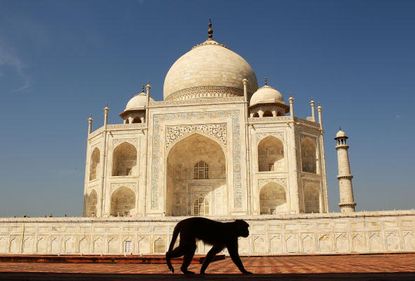 A monkey in front of the Taj Mahal.