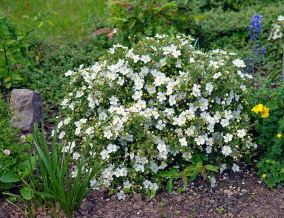 Potentilla varieties: 15 pretty types to take your pick from | Gardeningetc