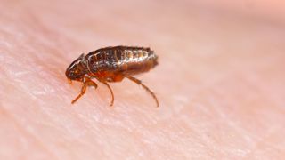 A close up image of a flea crawling on skin