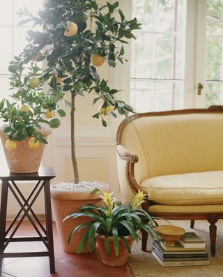 3 lemon trees placed by a sofa
