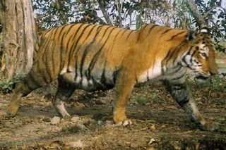 tiger conservation, kaziranga national park