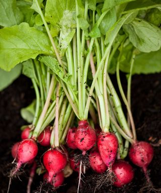 A cluster of dark pink radishes with long green leaves on top of them, on dark brown soil