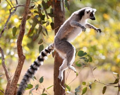 Keeping lemurs as pets could lead to their extinction