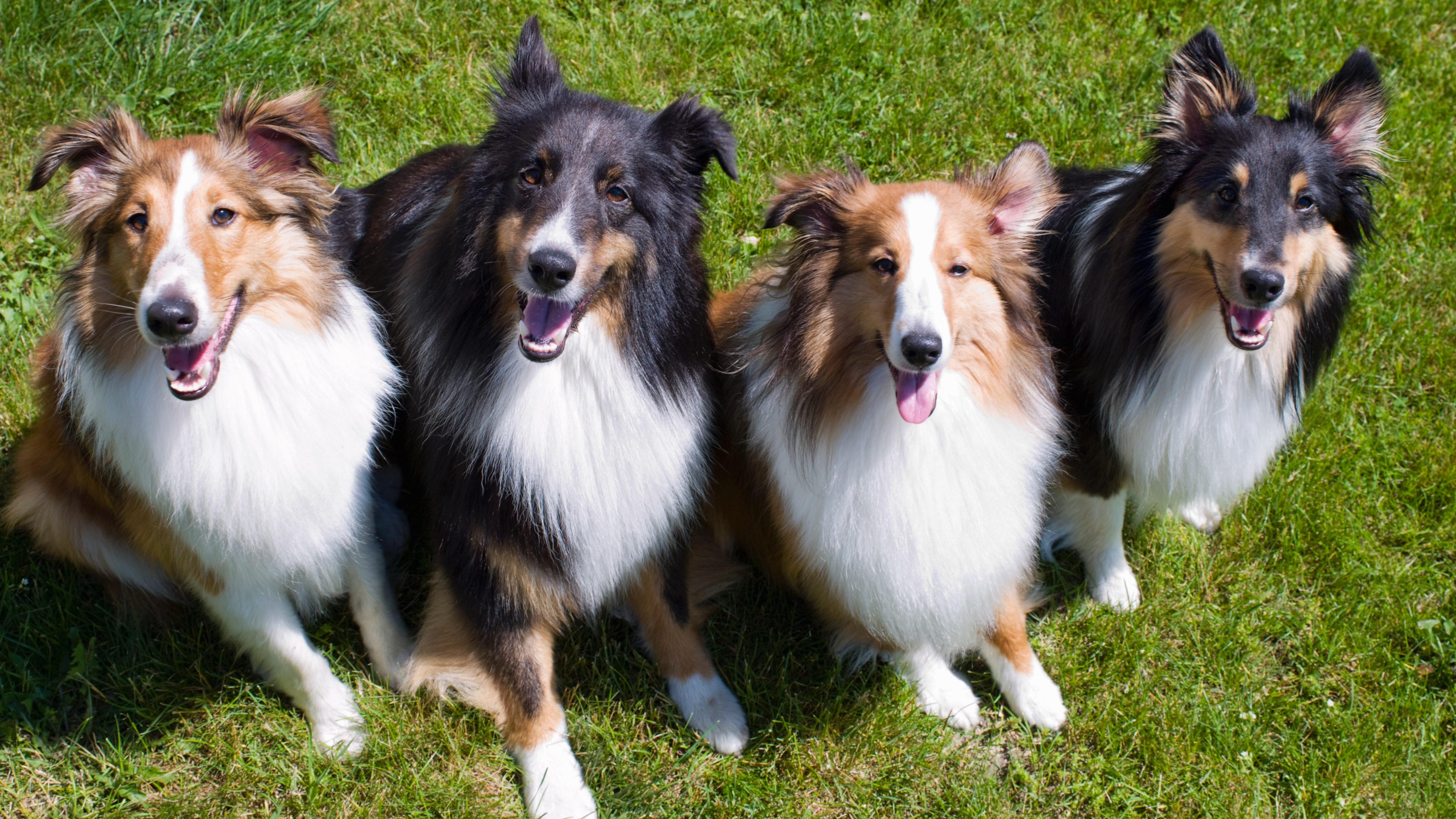 Group of Shetland Sheepdogs