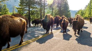 Bison herd at Yellowstone National Park