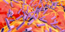 Medical illustration showing purple, rod-like structures (representing bacteria) against a red and orange background (representing the gut)