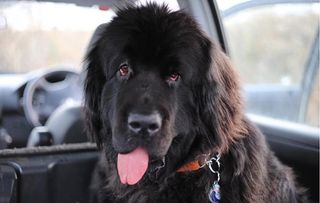 Lola the Newfoundland needs help in The Supervet