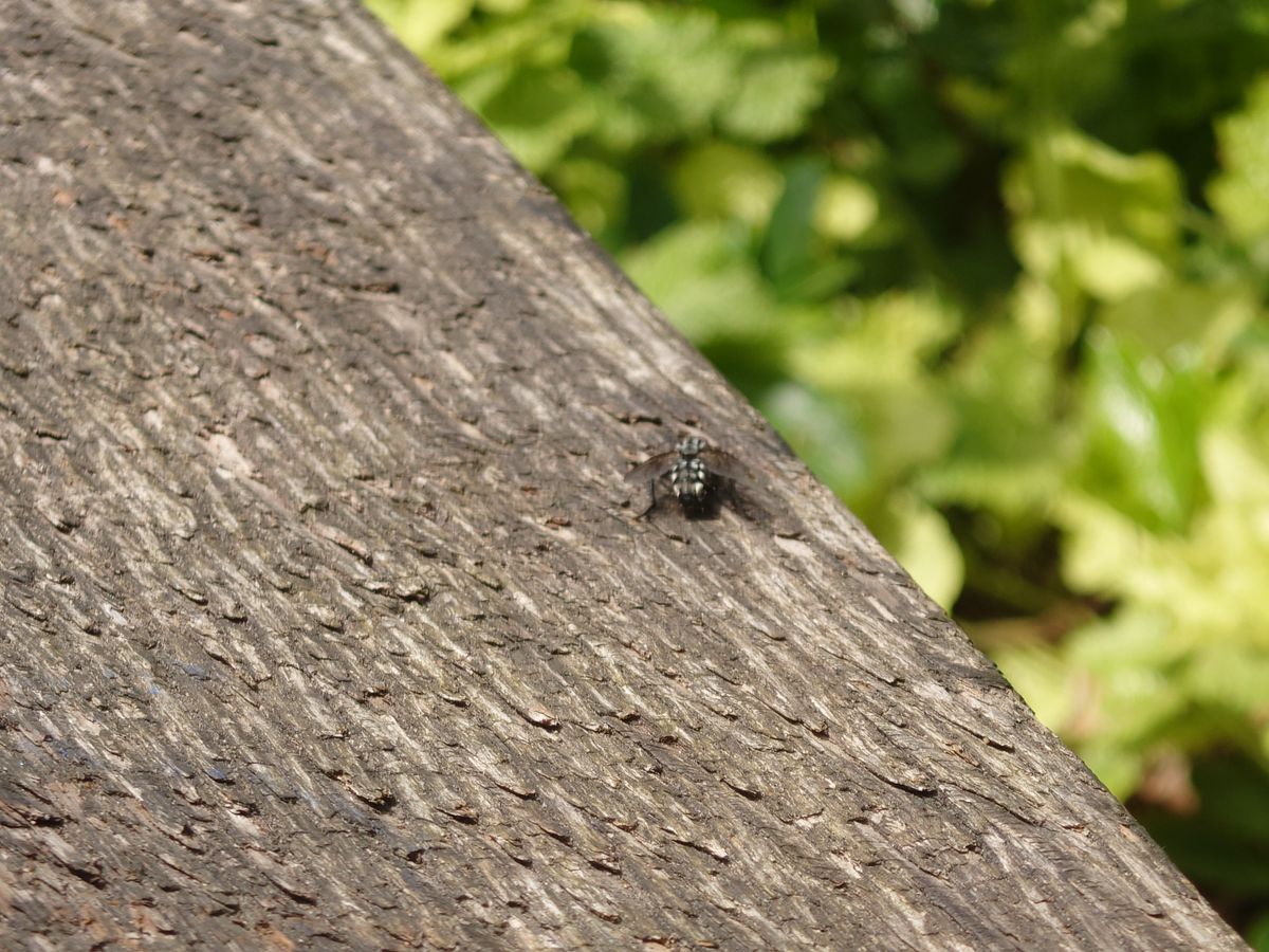 Sony Xperia 1 IV camera sample