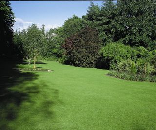 A deep green expansive lawn with trees bordering it