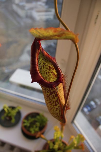 Indoor Potted Pitcher Houseplant On Windowsill