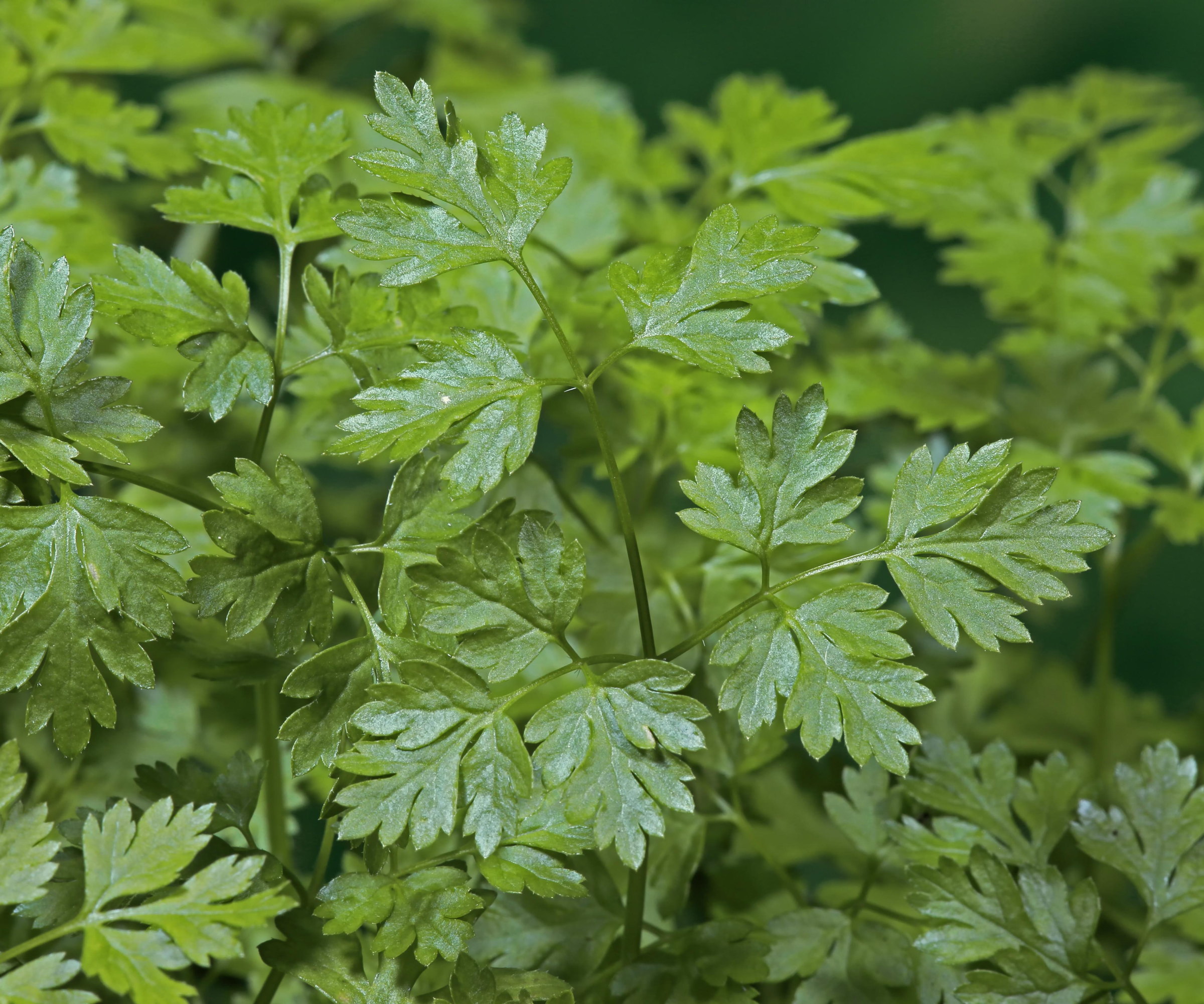 The leaves of chervil up close