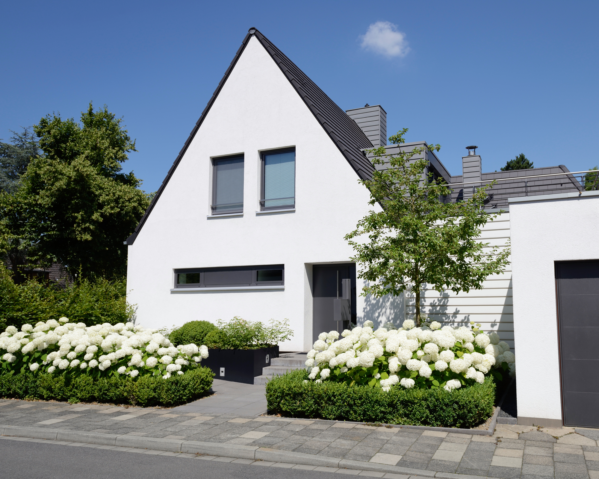 white hydrangea and tree in front of modern house with curb appeal
