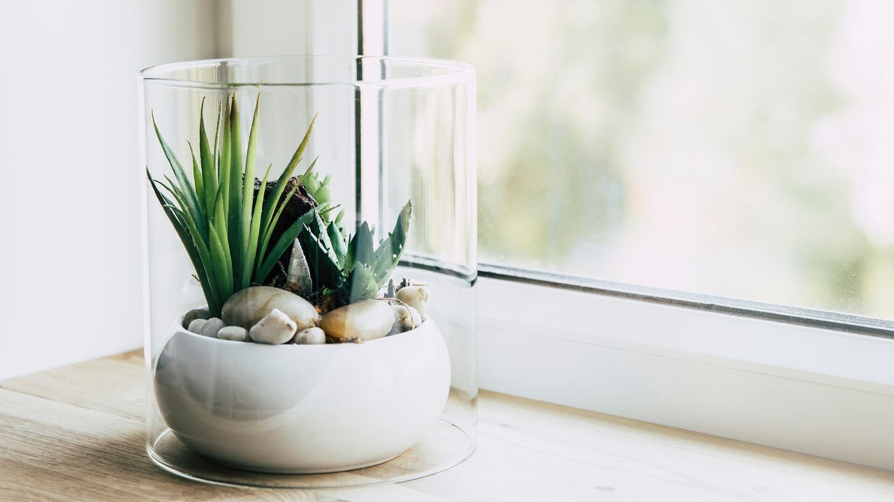 Terrarium with green plants, cacti and white pebbles