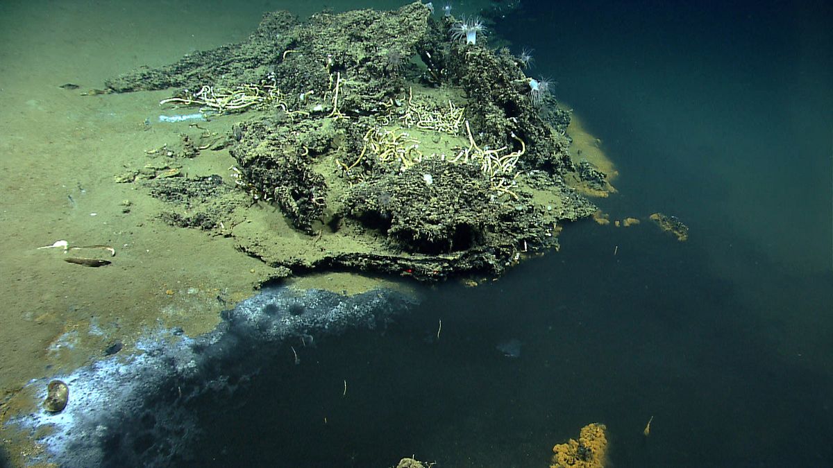 Gulf of Mexico brine pool