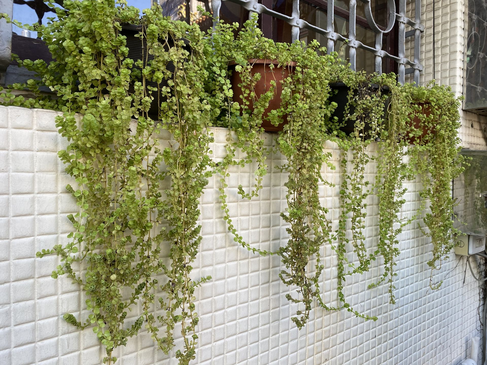 Best Cascading Flowers for Window Boxes — 6 Blooms That Will ...