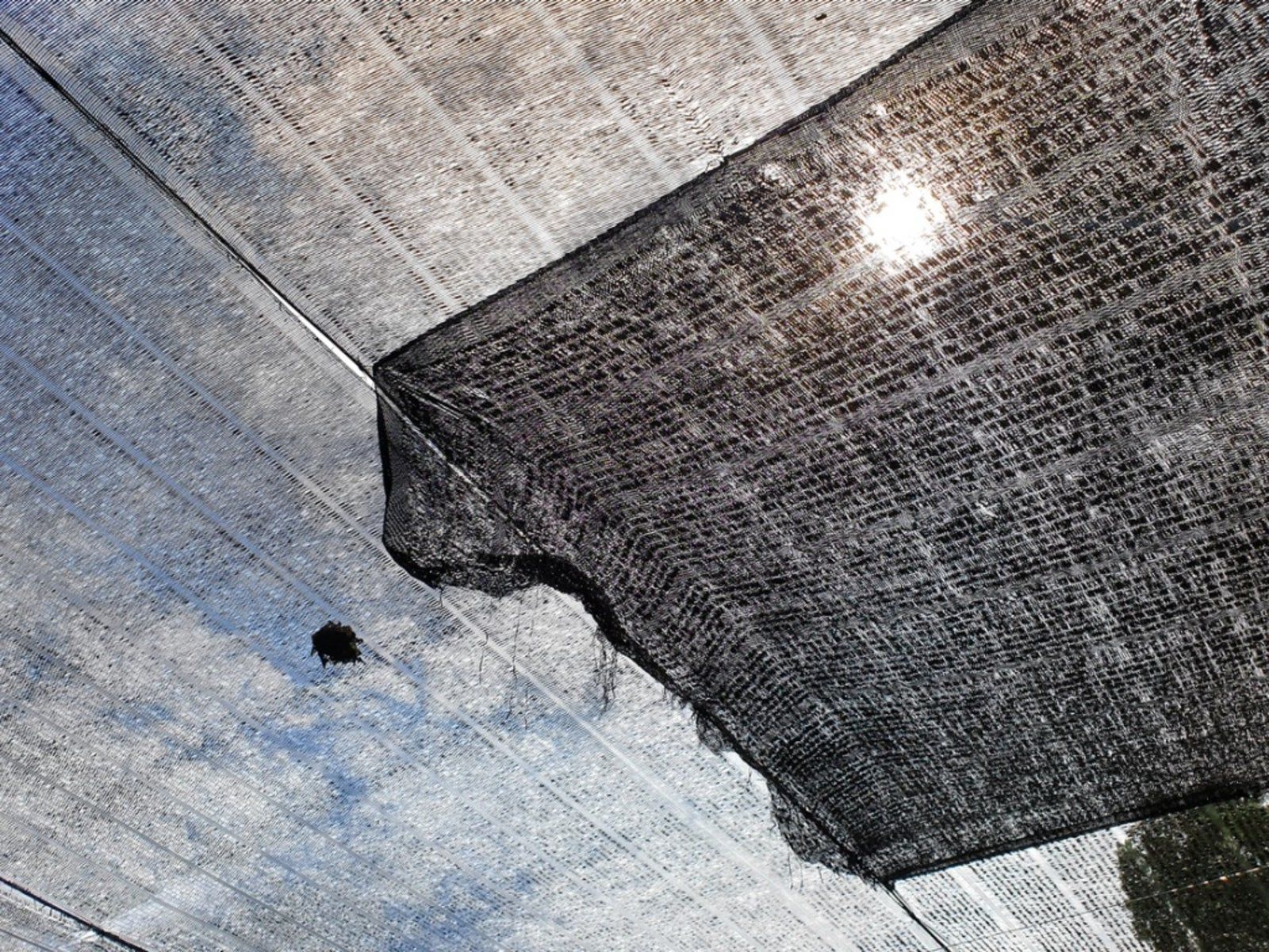 Shade Cover For Plants How To Shade Plants In The Garden Gardening