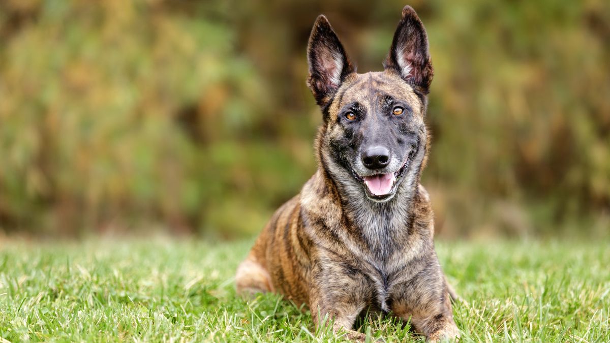 Dutch shepherd dog