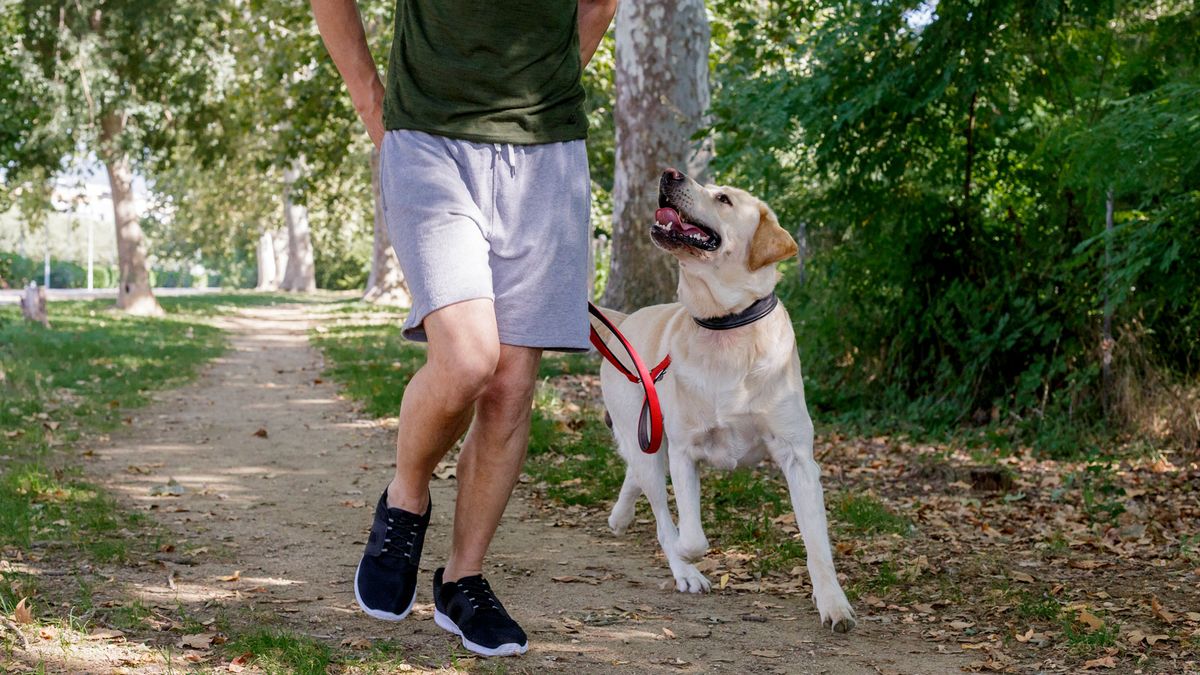 Person walking a dog on a leash