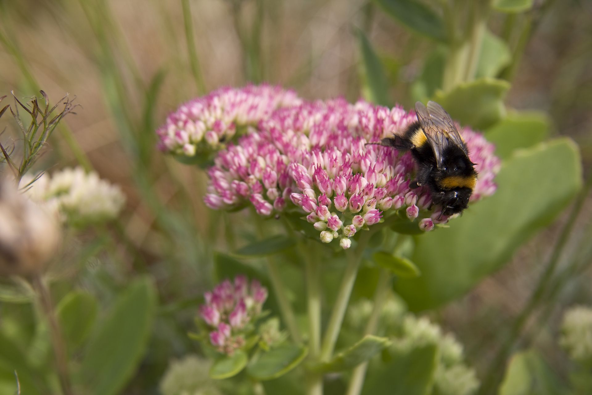 Plants for pollinators 10 of the best for a blooming garden Homes & Gardens