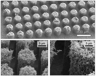 Hierarchical structures comprised of virus-templated nanostructures conformally coating silicon microstructures.