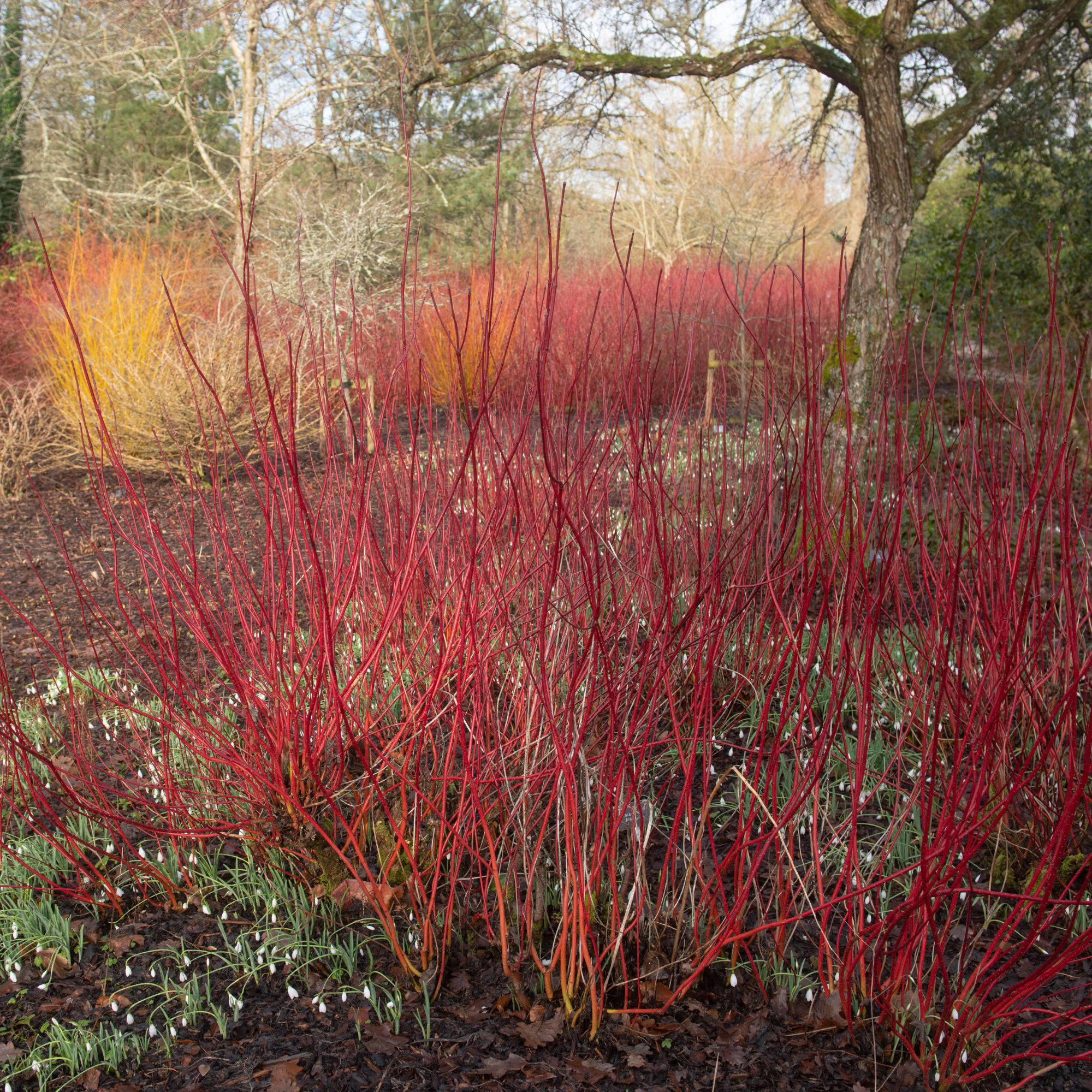 Cornus alba &#039;Sibirica&#039; or red twig dogwood growing in garden