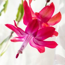 Close up of christmas cactus flower