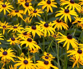 rudbeckia in full bloom in border