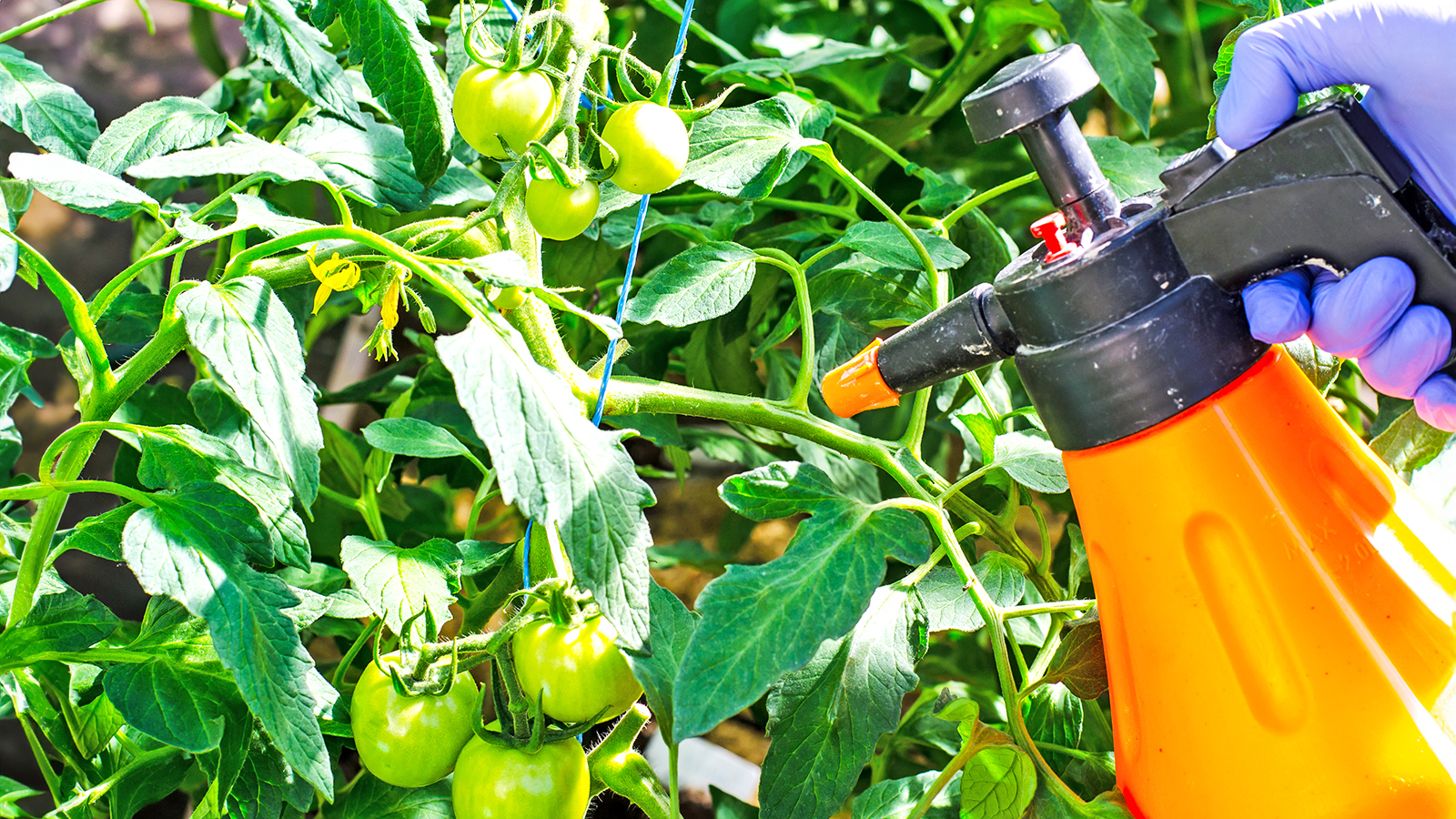 Spraying tomatoes with homemade bug spray