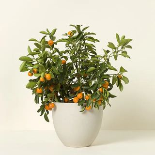 A calamondin tree in a small white plastic planter