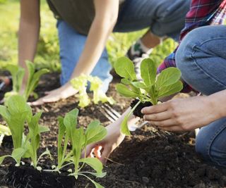 Planting young lettuce plants into the garden