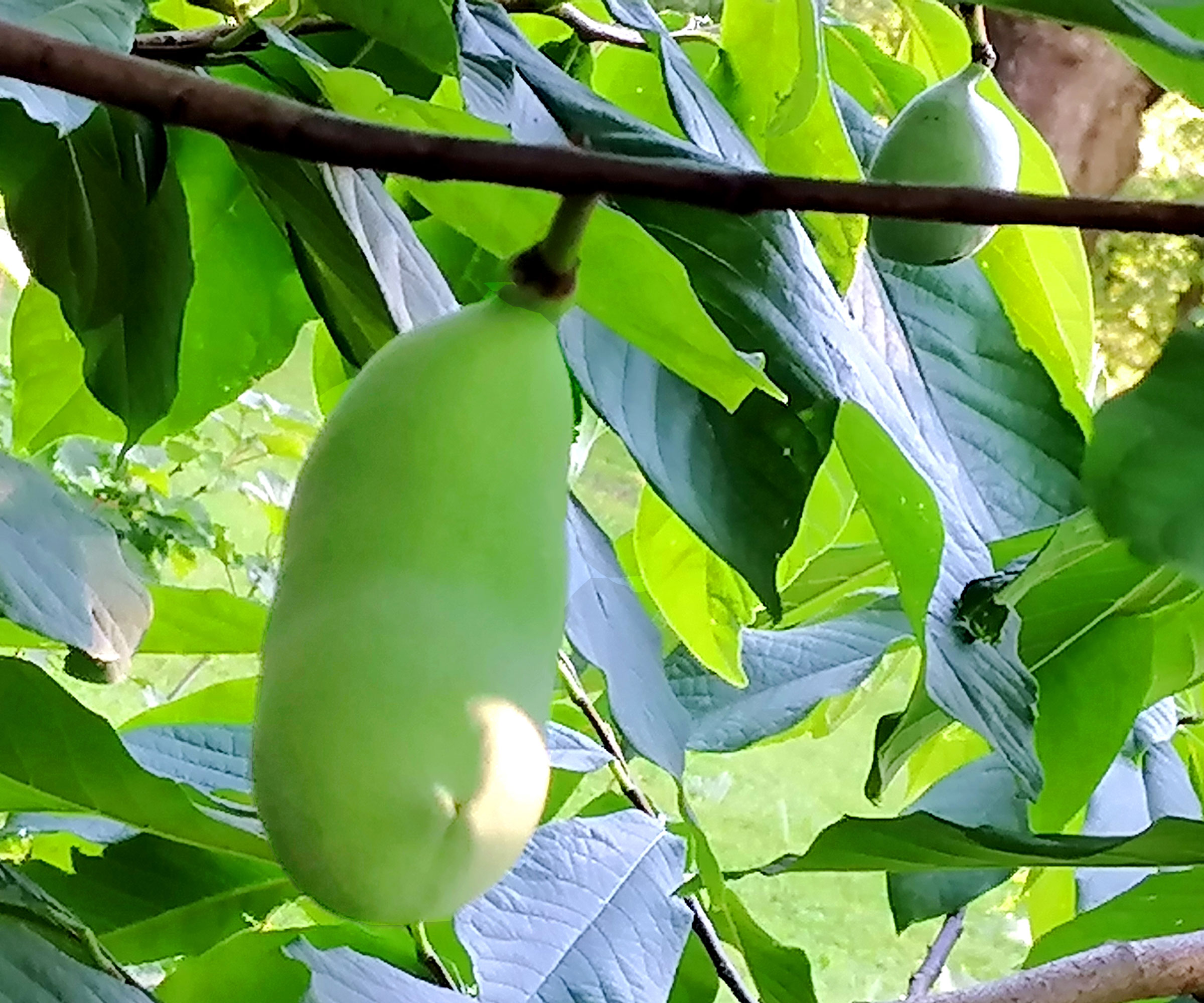 pawpaw tree with emerging green fruits